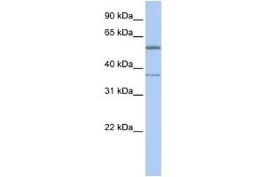 WB Suggested Anti-RXRA Antibody Titration:  0.
