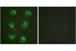 Immunofluorescence (IF) image for anti-V-Crk Sarcoma Virus CT10 Oncogene Homolog (Avian)-Like (CRKL) (AA 173-222) antibody (ABIN2888596) (CrkL antibody  (AA 173-222))