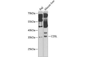 Western blot analysis of extracts of various cell lines, using CD5L antibody (ABIN6130079, ABIN6138212, ABIN6138213 and ABIN6221817) at 1:1000 dilution. (CD5L antibody  (AA 20-347))