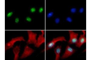Immunofluorescence of Rabbit Anti-Histone H3 [Asym-dimethyl Arg8] Antibody.