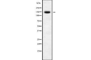 Western blot analysis of BMS1 using Jurkat whole cell lysates (BMS1 antibody  (C-Term))