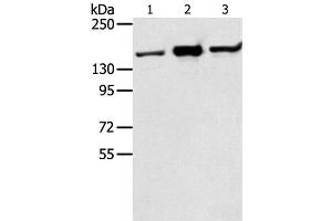 Western Blot analysis of Jurkat, K562 and hela cell using STAG2 Polyclonal Antibody at dilution of 1:350 (STAG2 antibody)