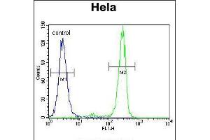 Flow cytometric analysis of Hela cells (right histogram) compared to a negative control cell (left histogram). (MED7 antibody  (AA 83-111))