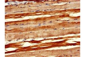 Immunohistochemistry of paraffin-embedded human skeletal muscle tissue using ABIN7166859 at dilution of 1:100