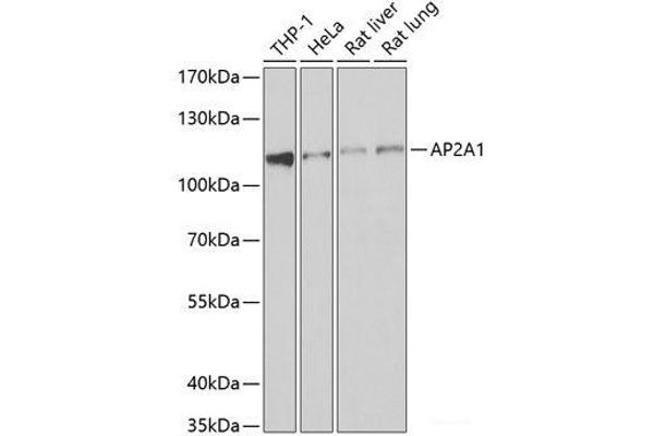 alpha Adaptin 抗体