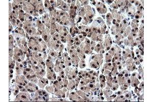 Image no. 1 for anti-RAB37, Member RAS Oncogene Family (RAB37) antibody (ABIN1500561) (RAB37 antibody)