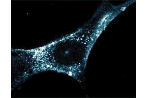 Immunofluorescent staining of WI38 cells. (Flotillin 2 antibody  (AA 122-379))