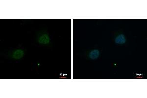 ICC/IF Image ZNF384 antibody [N1N2], N-term detects ZNF384 protein at nucleus by immunofluorescent analysis. (ZNF384 antibody  (N-Term))