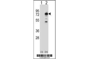 Western blot analysis of PPEF1 using rabbit polyclonal PPEF1 Antibody using 293 cell lysates (2 ug/lane) either nontransfected (Lane 1) or transiently transfected (Lane 2) with the PPEF1 gene. (PPEF1 antibody  (AA 298-327))