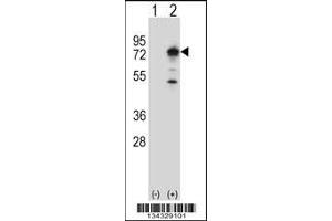 Western blot analysis of PPEF1 using rabbit polyclonal PPEF1 Antibody using 293 cell lysates (2 ug/lane) either nontransfected (Lane 1) or transiently transfected (Lane 2) with the PPEF1 gene.