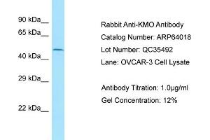 Western Blotting (WB) image for anti-Kynurenine 3-Monooxygenase (Kynurenine 3-Hydroxylase) (KMO) (N-Term) antibody (ABIN2789697) (KMO antibody  (N-Term))