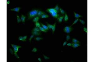 Immunofluorescence staining of HepG2 cells with ABIN7173996 at 1:100, counter-stained with DAPI.