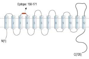 Sodium Hydrogen Exchanger 7 (SLC9A7) peptide