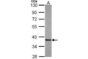 WB Image Sample (30 ug of whole cell lysate) A: A549 10% SDS PAGE antibody diluted at 1:5000 (TP53I3 antibody)