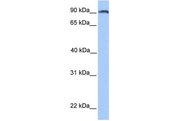 ANKS3 antibody  (N-Term)