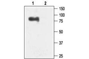 Western blot analysis of rat brain membranes: - 1. (KCNN3 antibody  (Intracellular))