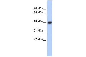 Western Blotting (WB) image for anti-Purine-Rich Element Binding Protein A (PURA) (N-Term) antibody (ABIN2777801) (PURA antibody  (N-Term))