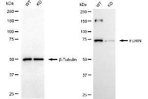 Western blotting analysis using FURIN antibody (ABIN7798668). (Recombinant FURIN antibody)