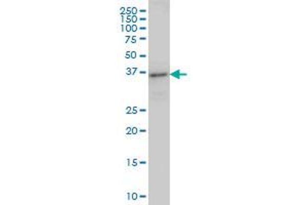 ARFIP2 antibody  (AA 1-110)