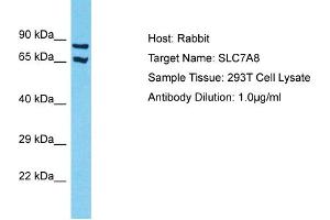 Host: Rabbit Target Name: SLC7A8 Sample Tissue: Human 293T Whole Cell Antibody Dilution: 1ug/ml (SLC7A8 antibody  (N-Term))