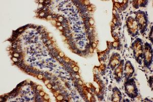 Anti-Cpn10 antibody, IHC(P) IHC(P): Rat Intestine Tissue (HSPE1 antibody  (C-Term))