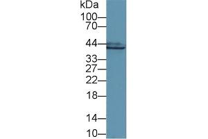Detection of GS in Mouse Colon lysate using Polyclonal Antibody to Glutamine synthetase (GS) (GLN1 antibody  (AA 1-373))