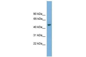 NARF antibody used at 0. (NARF antibody  (Middle Region))