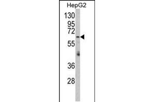 Western blot analysis of RARS2 Antibody in HepG2 cell line lysates (35ug/lane) (RARS2 antibody  (C-Term))