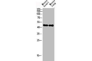 Western Blot analysis of mouse-heart mouse-lung cells using Actin α3 Polyclonal Antibody (ACTG2 antibody  (N-Term))