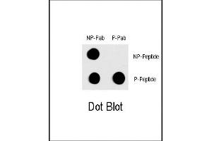 Dot blot analysis of Phospho-FOS- polyclonal antibody (ABIN389712 and ABIN2839665) on nitrocellulose membrane. (c-FOS antibody  (pThr232))