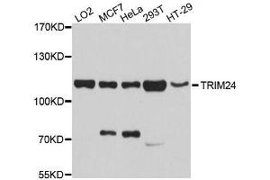 Western blot analysis of extracts of various cell lines, using TRIM24 antibody. (TRIM24 antibody  (AA 600-820))