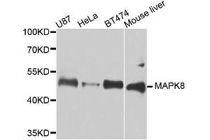 Western blot analysis of extracts of various cell lines, using MAPK8 antibody. (JNK antibody  (AA 245-345))