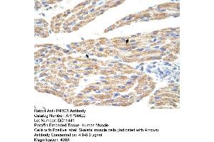 Human Muscle (TNRC5 antibody  (C-Term))