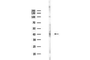 Western blot analysis of lysates from PC12 cells(LPS 4h treatment), using Phospho-MKP1/2 (Ser296/Ser318) Antibody at 1/1000 dilution. (MKP1/2 (pSer296), (pSer318) antibody)