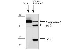 Western Blotting (WB) image for anti-Caspase 7, Apoptosis-Related Cysteine Peptidase (CASP7) antibody (ABIN7211372) (Caspase 7 antibody)