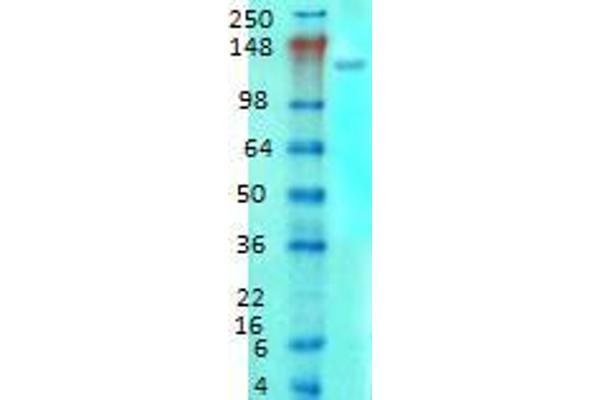 Metabotropic Glutamate Receptor 5 antibody  (AA 824-1203)