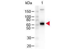 Western Blot of Peroxidase conjugated Goat anti-Monkey IgM mu antibody. (Goat anti-Monkey IgM (Chain mu) Antibody (HRP))