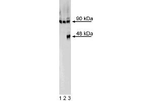 Western blot analysis of FoxA2 in definitive endoderm derived from human embryonic stem (ES) cells.