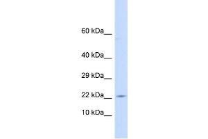 Host:  Rabbit  Target Name:  CRH  Sample Type:  Placenta lysates  Antibody Dilution:  1. (CRH antibody  (C-Term))