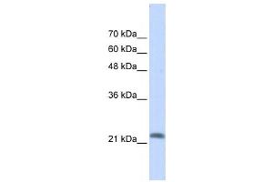 Western Blotting (WB) image for anti-RAS-Like, Family 10, Member A (RASL10A) antibody (ABIN2459520) (RASL10A antibody)