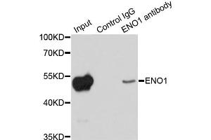 Immunoprecipitation analysis of 200 μg extracts of HeLa cells using 1 μg ENO1 antibody (ABIN5970405). (ENO1 antibody)