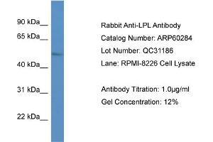 Western Blotting (WB) image for anti-Lipoprotein Lipase (LPL) (C-Term) antibody (ABIN2788391) (Lipoprotein Lipase antibody  (C-Term))