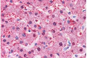Human Liver: Formalin-Fixed, Paraffin-Embedded (FFPE) (Liver Arginase antibody  (N-Term))