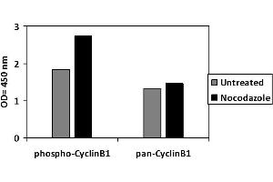HeLa cells were untreated or treated with Nocodazole for 20 hours. (Cyclin B1 ELISA Kit)