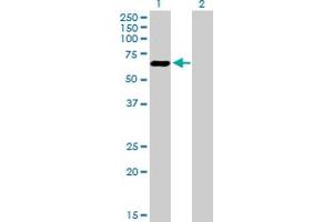 Western Blot analysis of ATF7 expression in transfected 293T cell line by ATF7 MaxPab polyclonal antibody. (AFT7 antibody  (AA 1-483))