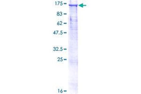 Cullin 4B Protein (CUL4B) (AA 1-913) (GST tag)