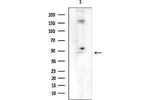 anti-Thyroid Hormone Receptor Interactor 13 (TRIP13) (C-Term) antibody