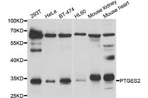 Western blot analysis of extracts of various cell lines, using PTGES2 antibody (ABIN5974292) at 1/1000 dilution. (PTGES2 antibody)