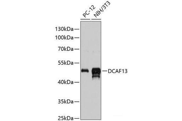 DCAF13 Antikörper