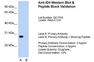 Host:  Rabbit  Target Name:  ID4  Sample Type:  HepG2  Lane A:  Primary Antibody  Lane B:  Primary Antibody + Blocking Peptide  Primary Antibody Concentration:  2. (ID4 antibody  (N-Term))